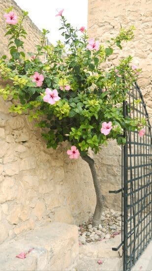 Hibiscus tree with pink flowers Hibiscus tree with pink flowers