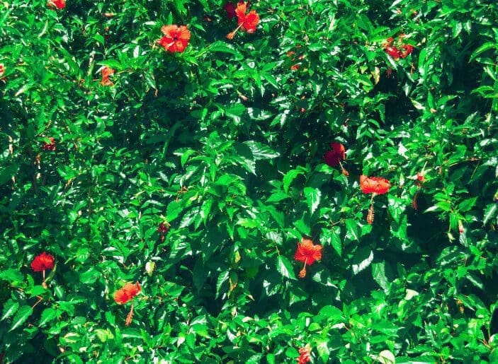 Hibiscus trees Hibiscus trees