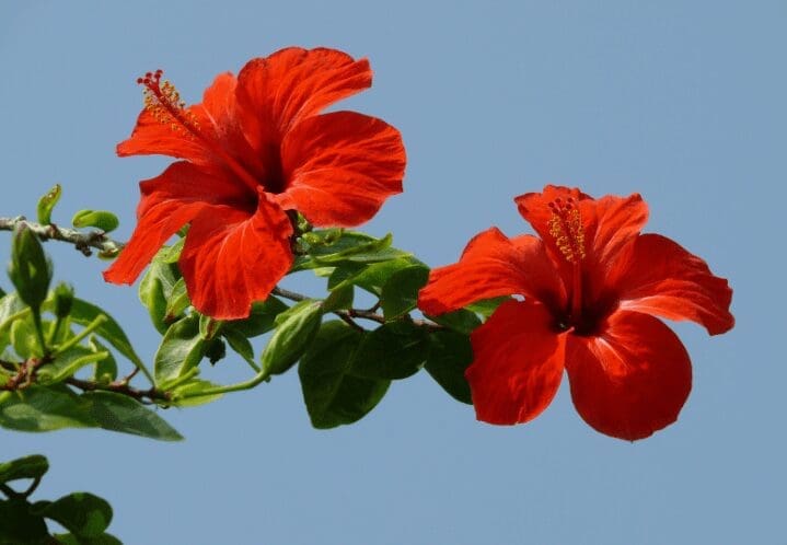 Hibiscus Hibiscus