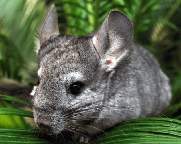 Chinchilla Chinchilla