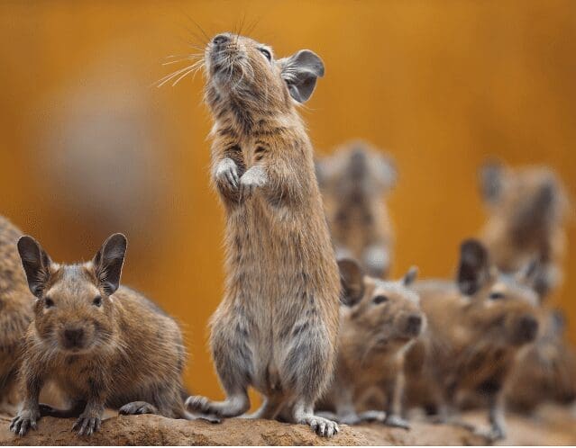 Degus Degus