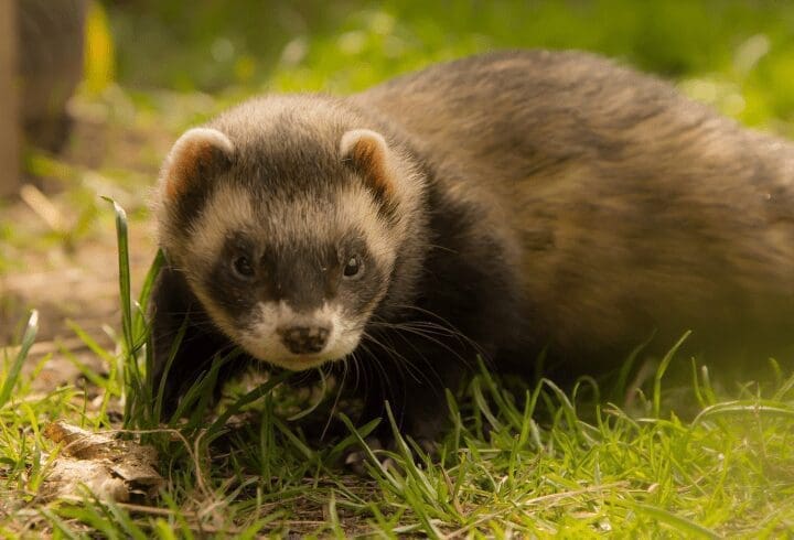 Ferret Ferret