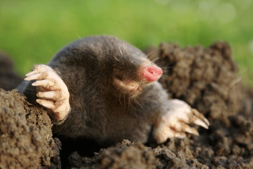 Getting Rid of Moles from Your Lawn Getting Rid of Moles from Your Lawn