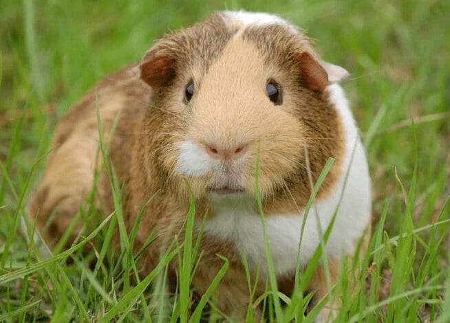 Guinea Pig Guinea Pig