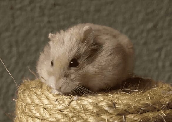 Hamster Hamster