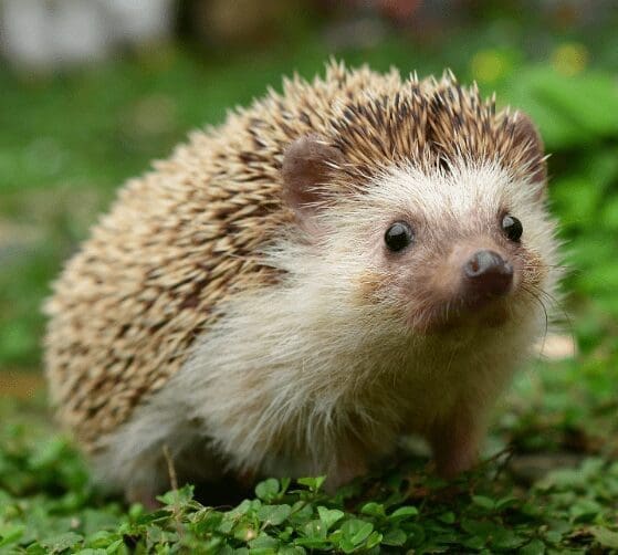 Hedgehog