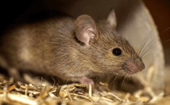 Mice Mice