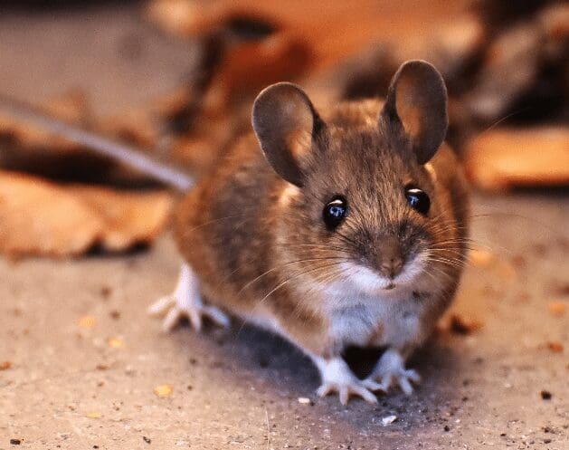 Rat Rat