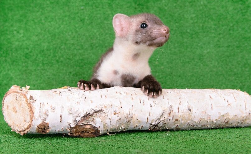Small Animals Small Animals