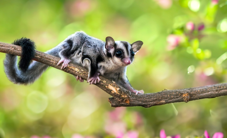 Sugar Gliders Sugar Gliders