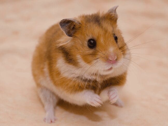 Syrian hamster Syrian hamster