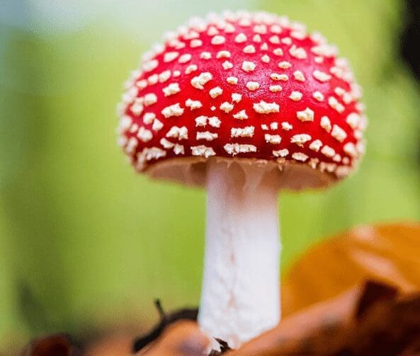 Amanita mushrooms Amanita mushrooms