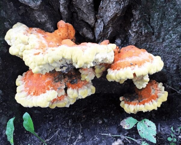 Chicken of the Woods Chicken of the Woods