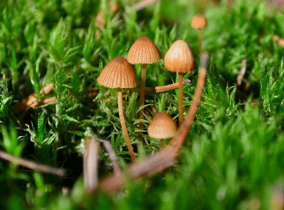Conocybe and Pholiotina mushrooms Conocybe and Pholiotina mushrooms