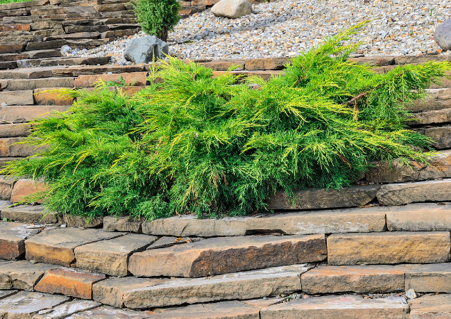Dwarf conifers Dwarf conifers