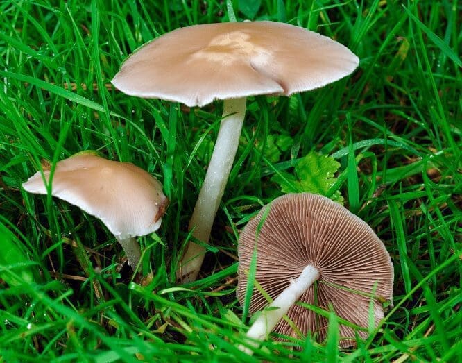 .Fairy Ring Mushrooms .Fairy Ring Mushrooms