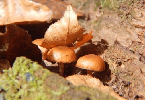 Galerina mushrooms Galerina mushrooms