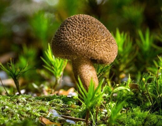 Inocybe mushrooms Inocybe mushrooms