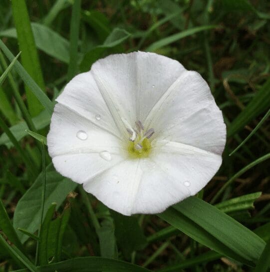 Ipomoea alba Ipomoea alba