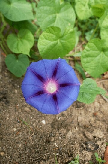 Ipomoea purpurea Ipomoea purpurea