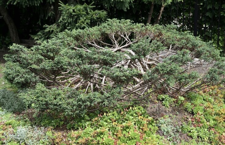 Juniper Bushes Juniper Bushes