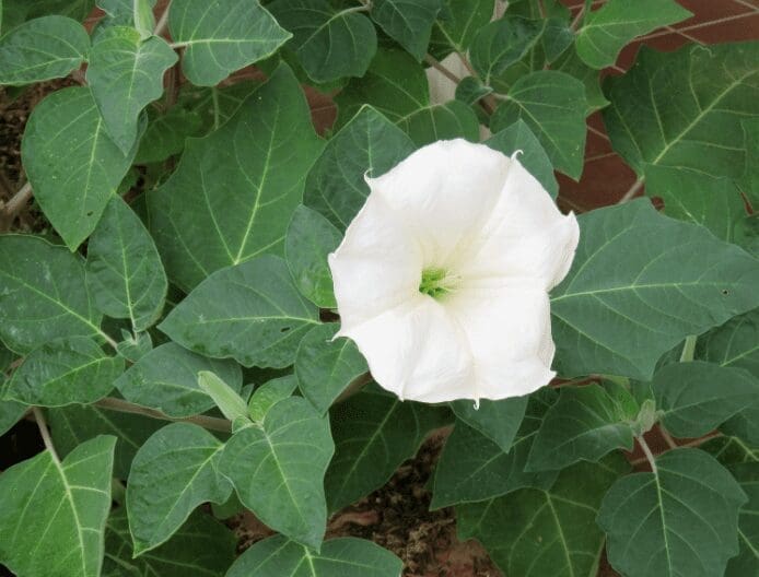 Moonflowers Moonflowers
