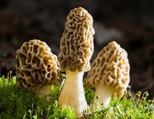 Morel mushrooms Morel mushrooms
