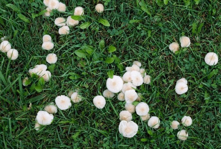 Mushrooms in Lawn Mushrooms in Lawn