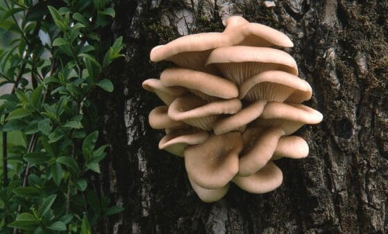 Oyster mushroom Oyster mushroom