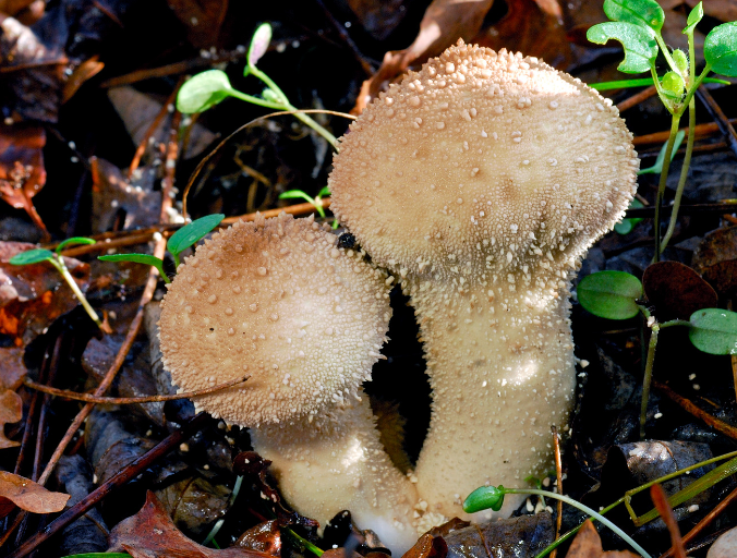Puffball mushroom Puffball mushroom