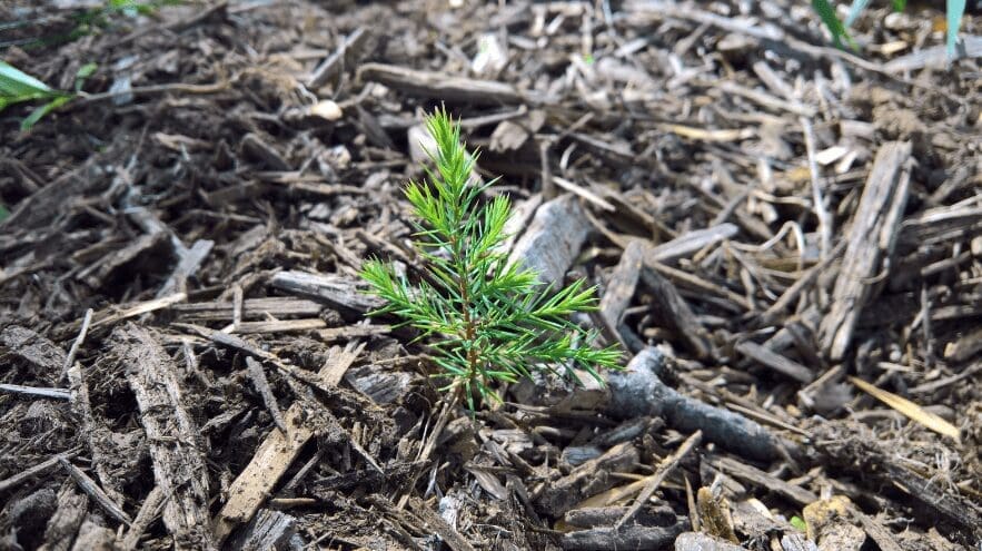 Small Evergreen Trees Small Evergreen Trees