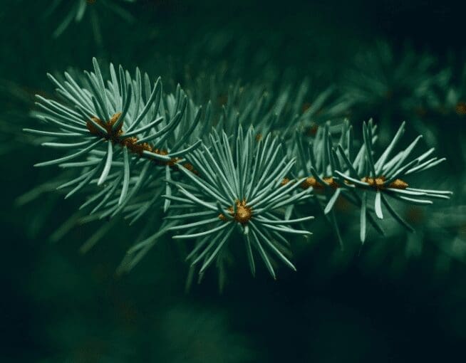 Spruces and firs Spruces and firs