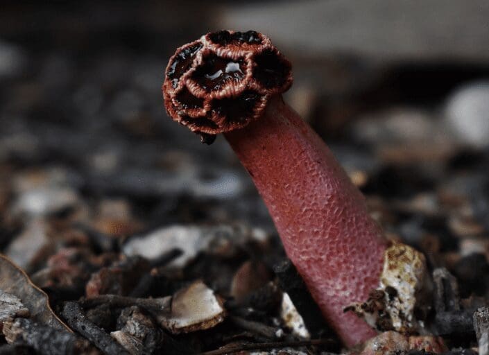 Stinkhorn mushroom Stinkhorn mushroom