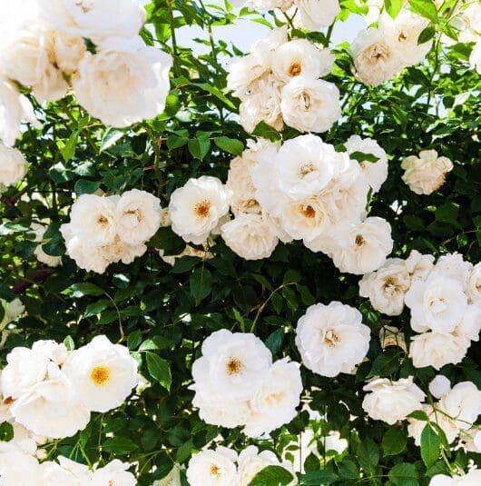 White Climbing Roses White Climbing Roses