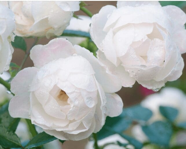 White Floribunda Roses White Floribunda Roses