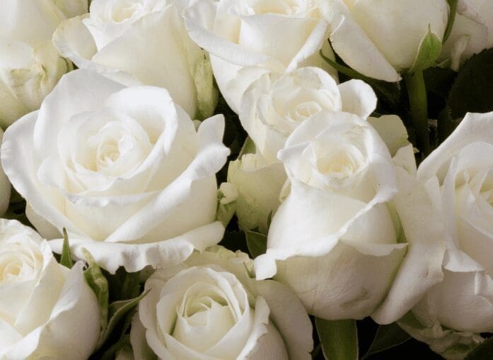 White Ground Cover Roses White Ground Cover Roses