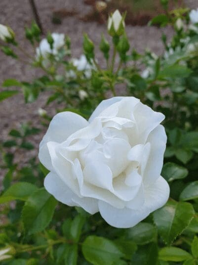 White Hybrid Tea Rose White Hybrid Tea Rose