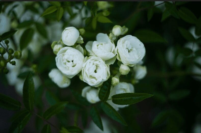 White Roses White Roses