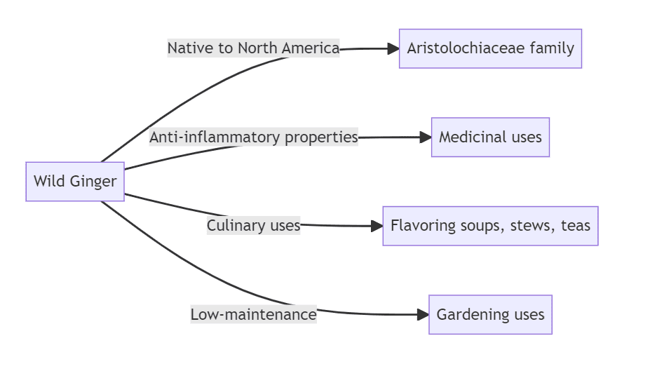 Wild Ginger Diagram Wild Ginger Diagram