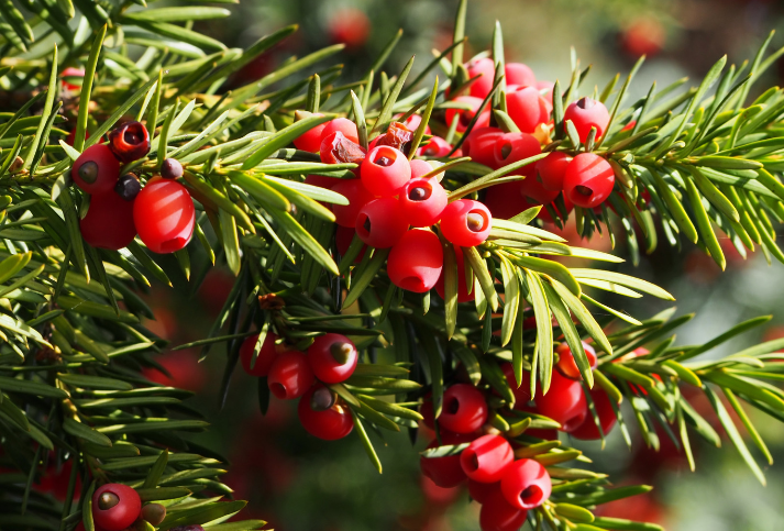 Yews and Pines Yews and Pines