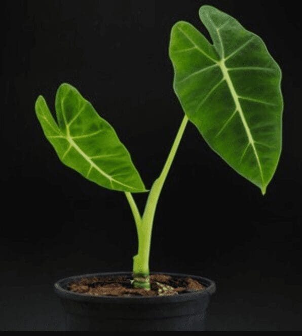 Alocasia Frydek in a pot Alocasia Frydek in a pot