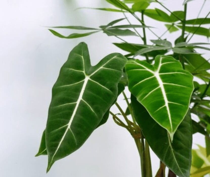 Alocasia Frydek Alocasia Frydek