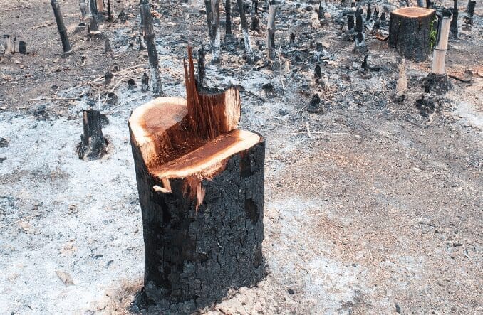 Burning the Stump Burning a tree stump can be risky and may be illegal in some areas