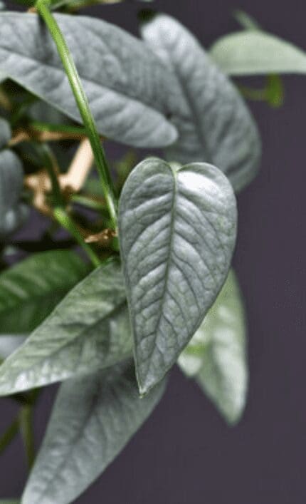 Cebu Blue Pothos close Cebu Blue Pothos close