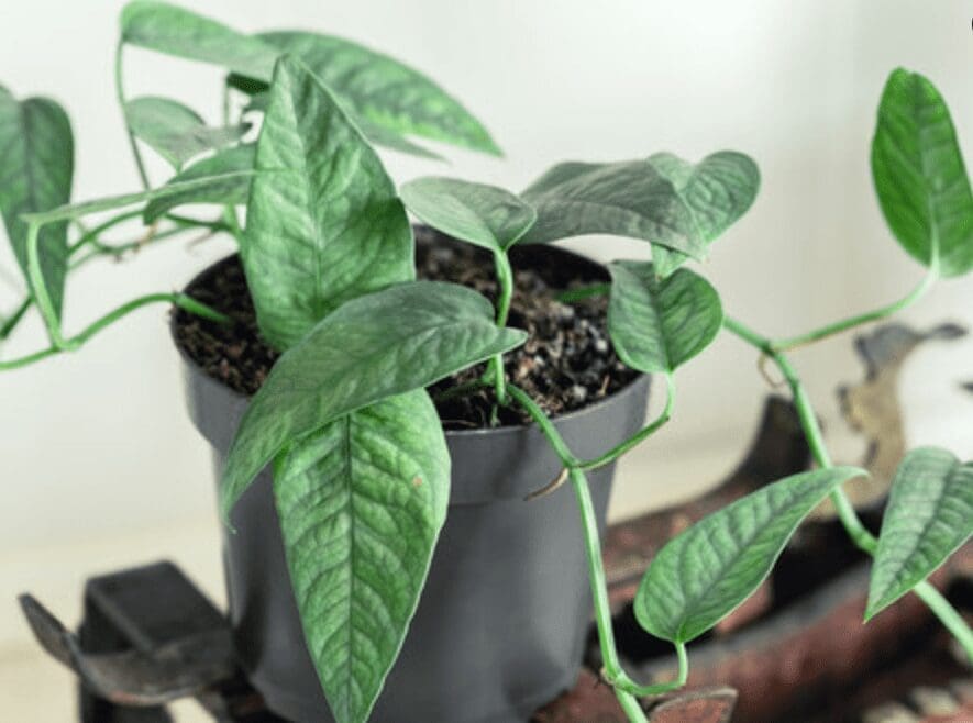 Cebu Blue Pothos Cebu Blue Pothos