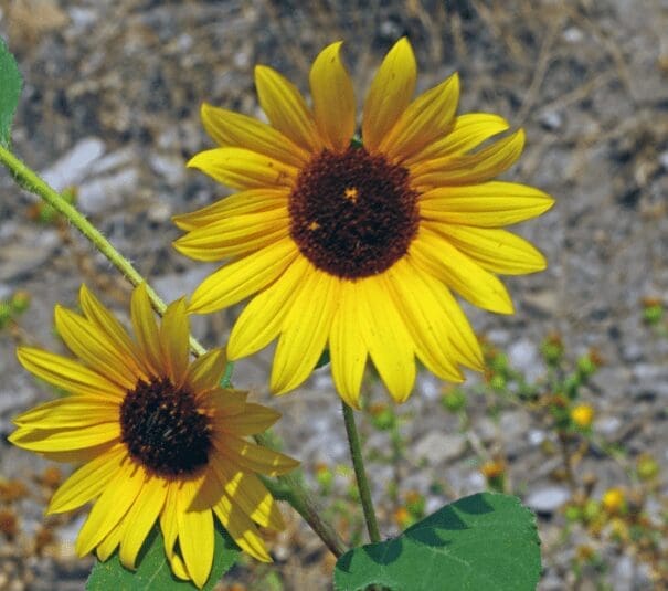 Common Sunflowers Common Sunflowers