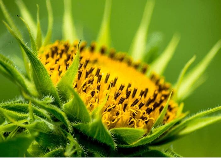 Dwarf Sunflower Dwarf Sunflower
