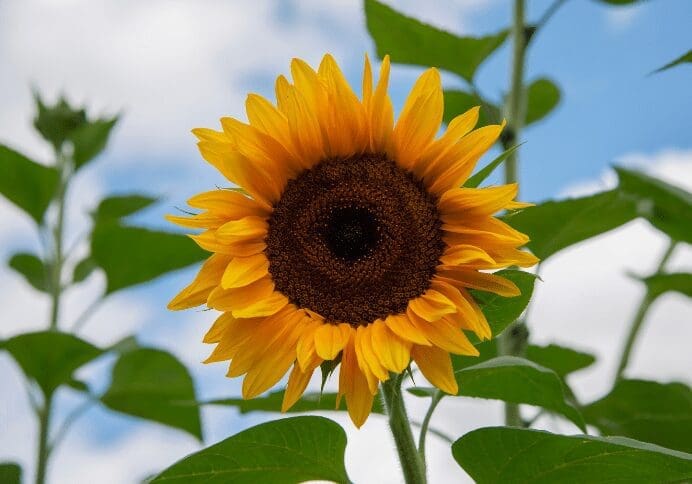 Giant Sunflower Giant Sunflower