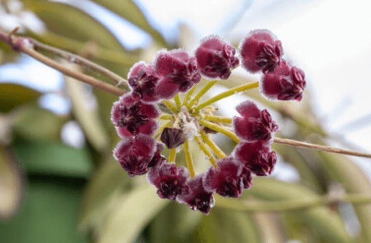 Hoya Wayetii flower Hoya Wayetii flower