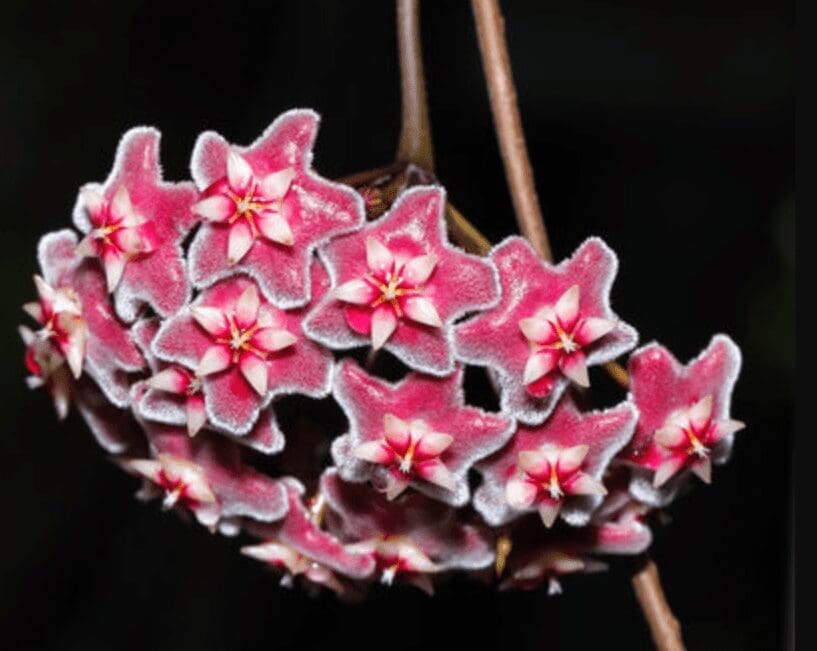 Hoya Wayetii Hoya Wayetii